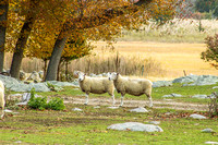Bucolic Sheep- Mystic, Connecticut