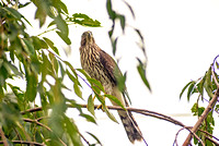 Coopers Hawk in Waterford Connecticut